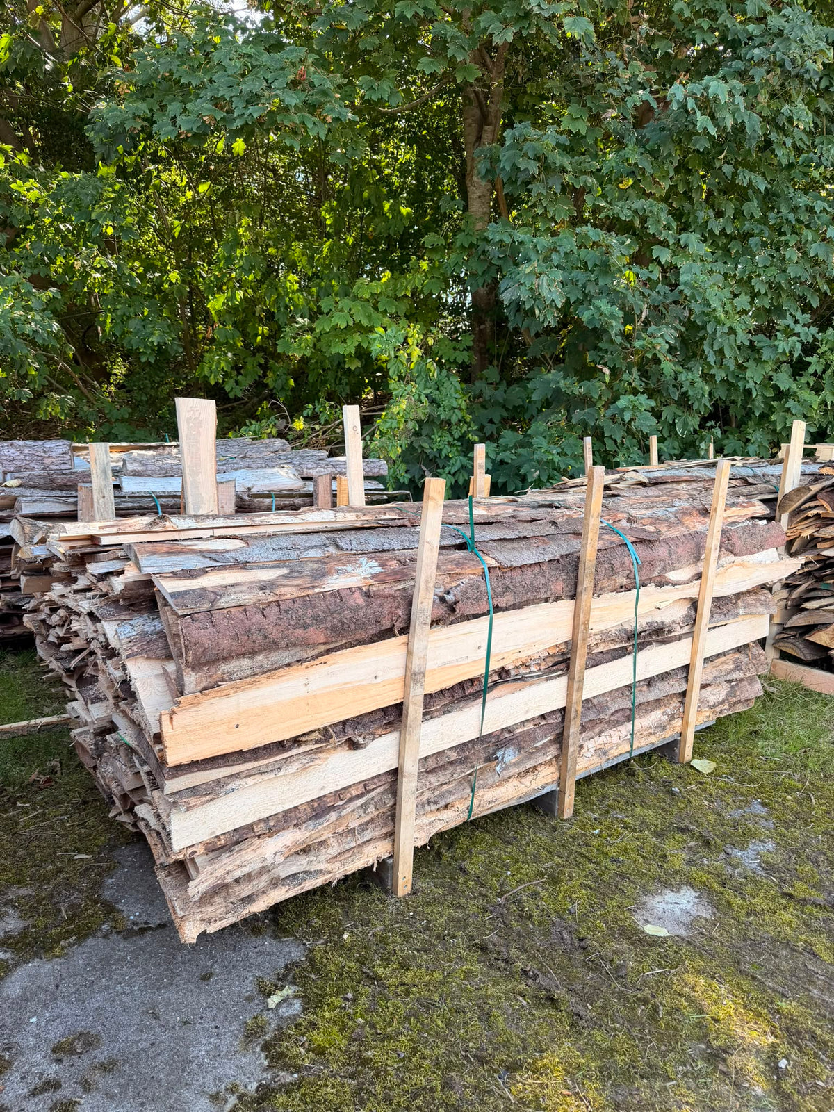 Nåletræs brændeskaller